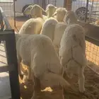 للبيع الحريات الطيبه