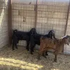 يوجد تيوس البيع العدد3 شحم فل الموقع الصلصلة