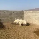 يوجد طليان اللبع عمرها حولي 4 شهور العداد 10 شحم فل