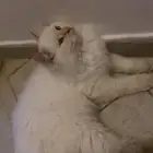 قطه شيرازيه بيضه للتبني