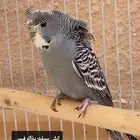 بادجي بلاك فيس وسبلت