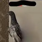 صلو علا النبي