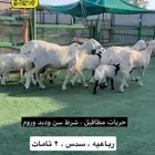 حريات مطافيل