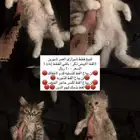 شيرازي