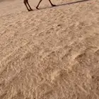 لقحه كفو