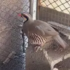 قهبي او اعاقيب