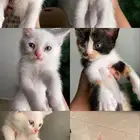 قطط للتبني