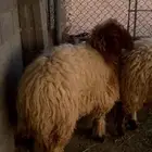 رخال جذعات بريات للبيع التواصل واتس واتصال