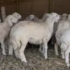 رخال للبيع