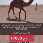 قعود كفو دبياني سنه حق