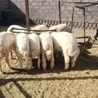 ذبايح طليان حري