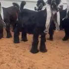 للبيع 4 مشاريع فحول نوادر