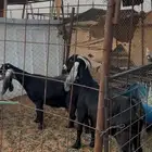 للبيع معزاء حيل