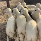طليان ورخال حريه