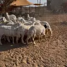 العدد 20 رخل ضرايب تاسيس مراح