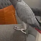 للبيع انثى كاسكو جاااهزه