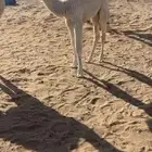 حوار ضيار تمامي