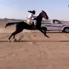 فرس مهجنه العمر 5