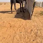 بعير مجهم ولد قعودان رامس الموقع رماح السوم 12