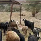 معزاء 14 دفيع