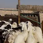 رخال سواكن طيبه تأسيس مراح