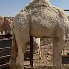 قعود فل شحم عمره 8 شهور