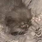 قطه