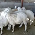 طليان سواكن جبره وطليان حريه بريه نظيفه جدا