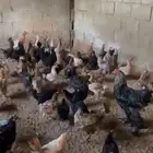 للبيع دجاج بياض بلدي ودجاج تركي