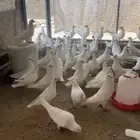 حمام فرنسي عشه وحده كفو