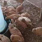 طيور سمان سوبر جامبو منتجه