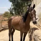 فرس شعبيه كفو