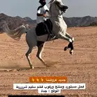 فحل مستورد وركوب فخم