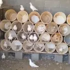 للبيع حمام و غنام و دجاج