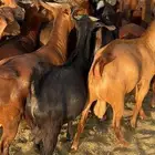 تيوس مخصاه تم البيع