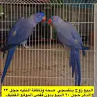 زوج دره فايلوت