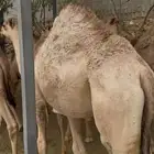 قعدان مبادي ومناسبات بريه على الحليب