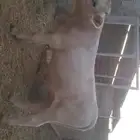 عجل بقر لباني 8 شهور
