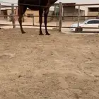 للبيع مفروده فرديه