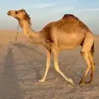 خفوت