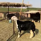 فحل نجدي صنف