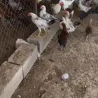 دجاج