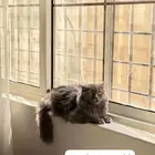 قط للتبني مع اغراضه