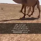 للبيع الاصفر الكفو