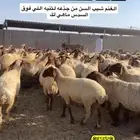 غنم مراح