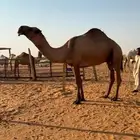 للبيع فحل اصفر كفو