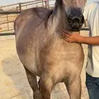 للبيع مهره شعبيه الحد 5500 تم البيع