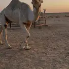 بعير باتلي