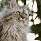 قط سيبيري للتبني