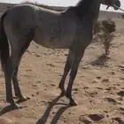 مهره للبيع